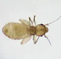 Liposcelis pallida