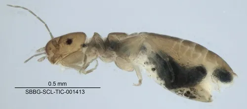 Liposcelis pearmani
