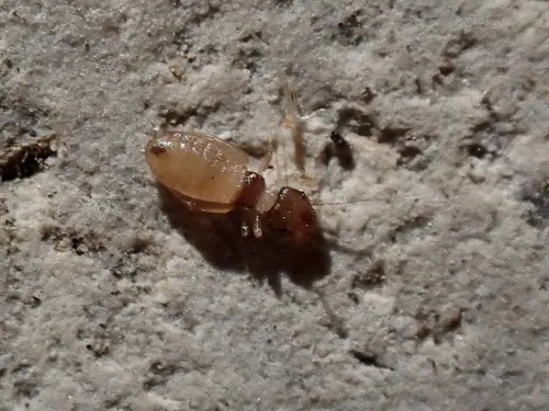 Liposcelis priesneri