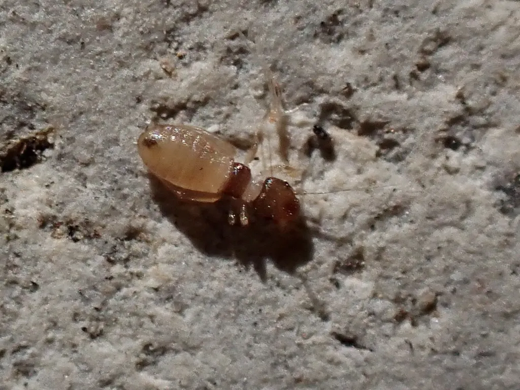 Liposcelis priesneri - photo 2