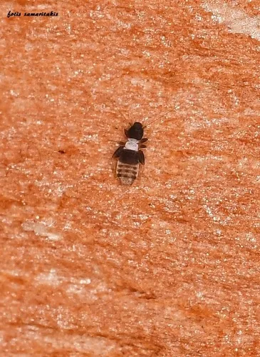 Liposcelis pulchra