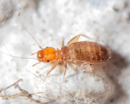 Liposcelis rufa
