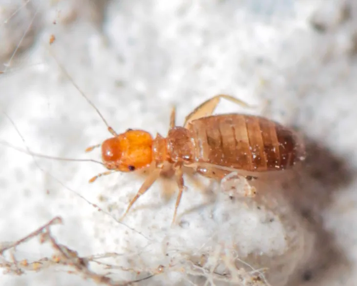 Liposcelis rufa - photo 2