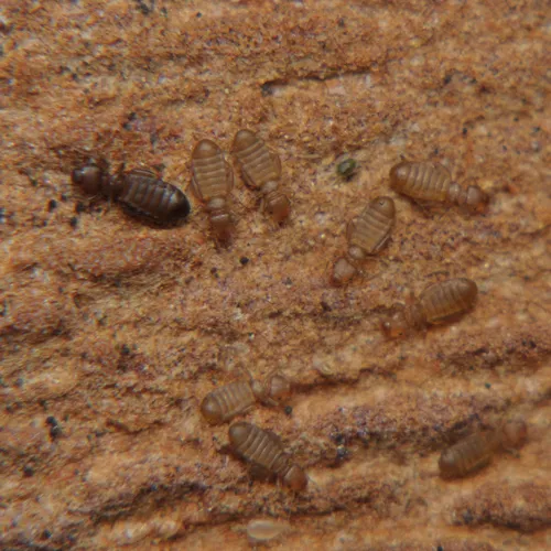 Liposcelis silvarum
