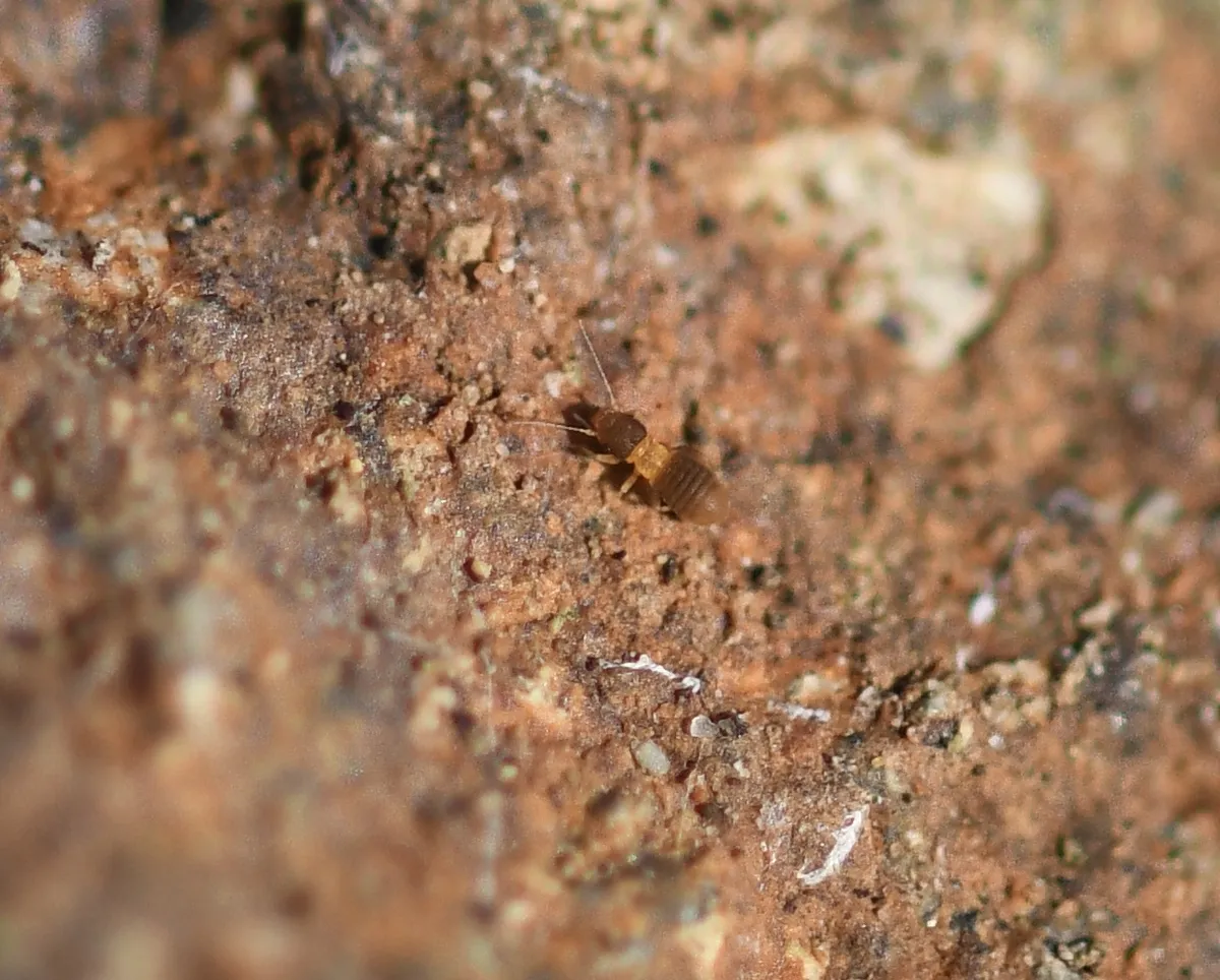 Liposcelis tricolor - photo 3