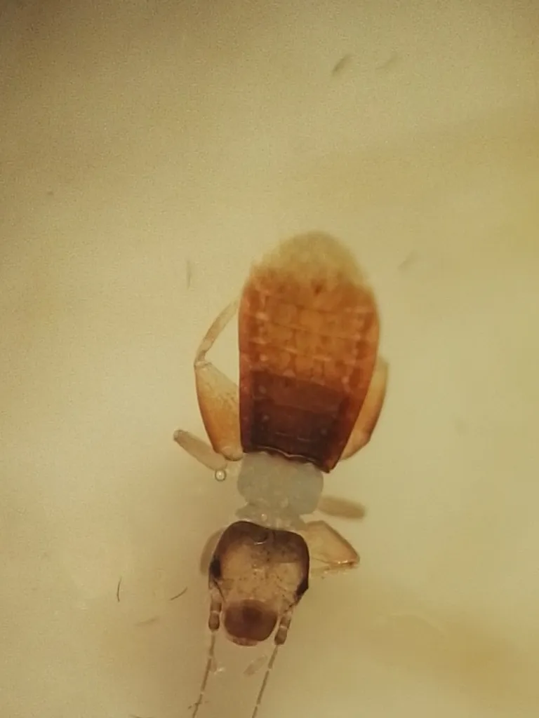 Liposcelis uxoris - photo 2