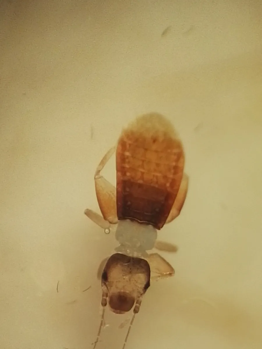 Liposcelis uxoris - photo 3