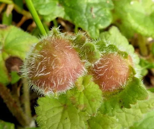 Liposthenes glechomae