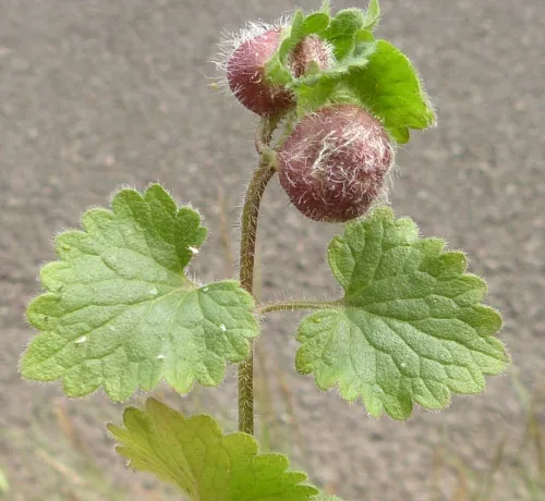 Liposthenes glechomae - photo 2