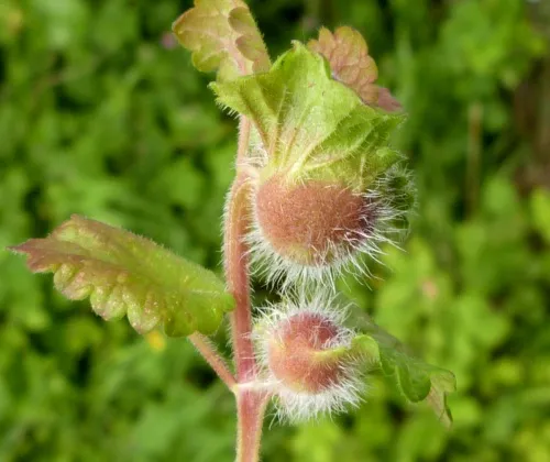 Liposthenes glechomae - photo 4