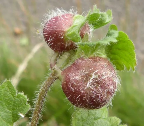 Liposthenes glechomae - photo 5