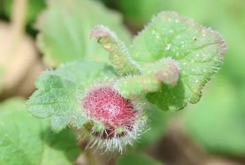 Liposthenes glechomae - photo 6