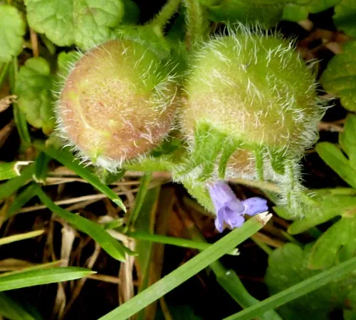 Liposthenes glechomae - photo 7