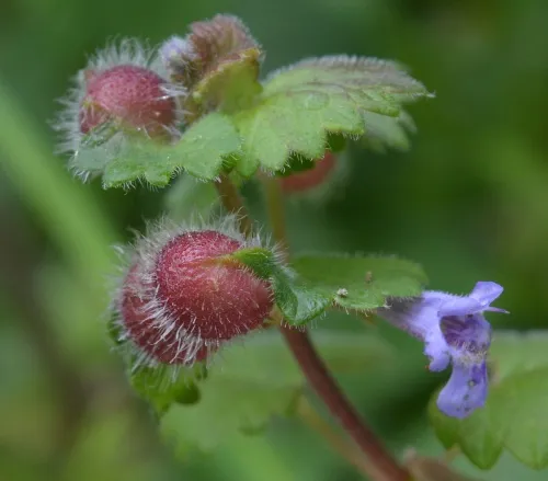 Liposthenes glechomae - photo 8