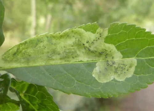 Liriomyza amoena