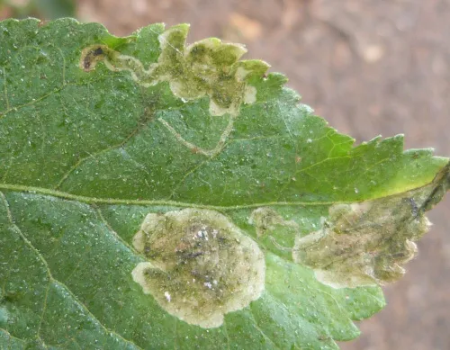 Liriomyza amoena - photo 2