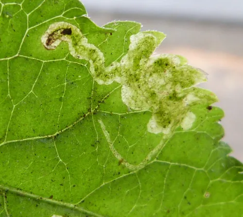 Liriomyza amoena - photo 3