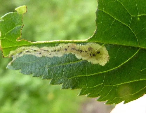 Liriomyza amoena - photo 4