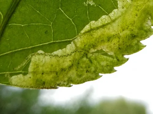 Liriomyza amoena - photo 5