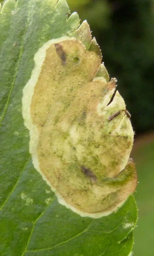 Liriomyza amoena - photo 6