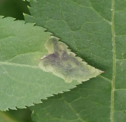 Liriomyza amoena - photo 7