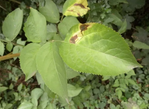 Liriomyza amoena - photo 8