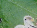 Liriomyza archboldi