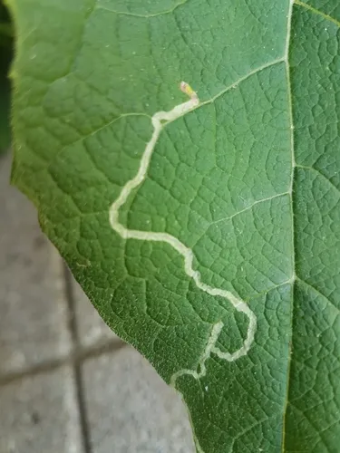 Liriomyza arctii