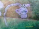 Liriomyza arenicollis