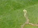 Liriomyza arenicollis - photo 2
