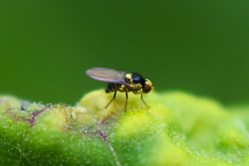Milkweed Leaf-Miner Fly - photo 2