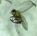 Liriomyza assimilis