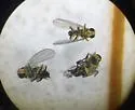 Liriomyza assimilis - photo 2