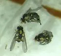 Liriomyza assimilis - photo 3