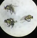 Liriomyza assimilis - photo 4
