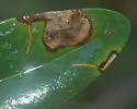Liriomyza avicenniae - photo 2