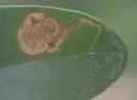 Liriomyza avicenniae - photo 3