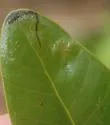Liriomyza avicenniae - photo 4