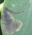 Liriomyza baptisiae