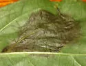 Liriomyza biloba - photo 2