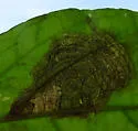 Liriomyza biloba - photo 3