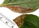 Liriomyza biloba - photo 4
