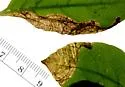 Liriomyza biloba - photo 5
