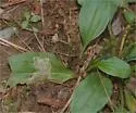 Liriomyza blechi - photo 2