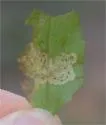 Liriomyza blechi - photo 3