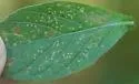Liriomyza blechi - photo 4