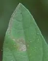 Liriomyza blechi - photo 5