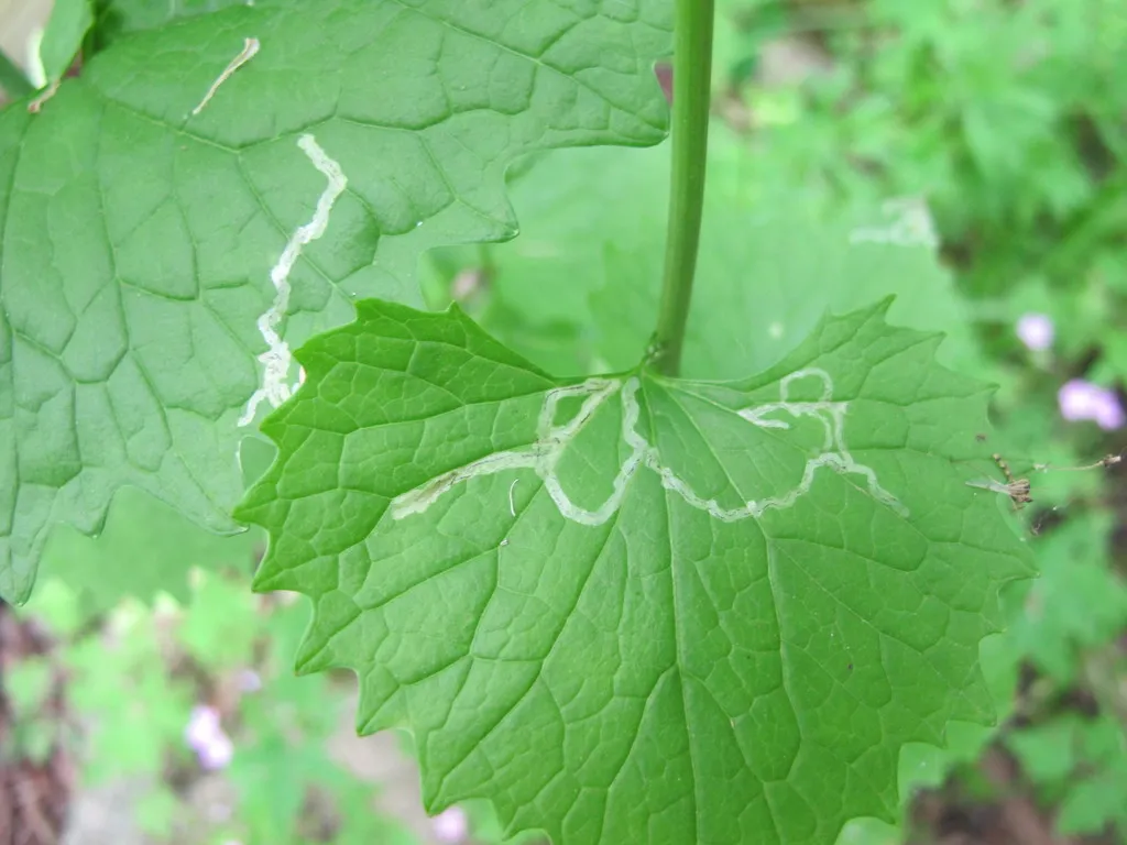 Serpentine leaf miner - photo 2