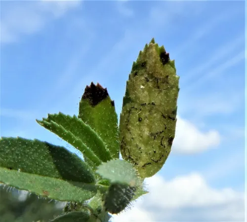 Liriomyza cicerina