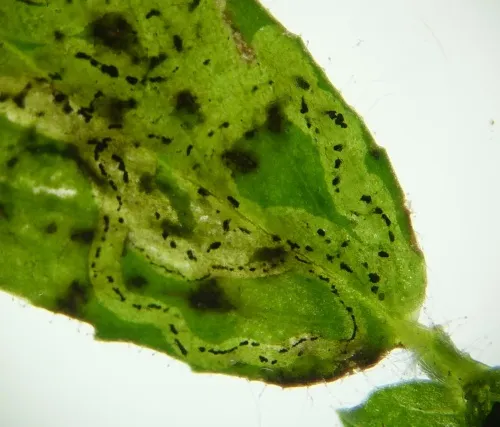 Liriomyza cicerina - photo 3